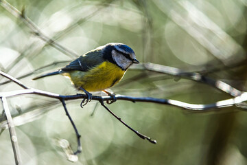 Blue Tit, Cyanistes Caeruleus