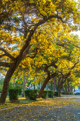 Fototapeta premium Beautiful blooming Yellow Golden trumpet tree or Tabebuia aurea roadside of the Yellow that are blooming with the park in spring day in the garden and sunset sky background in Thailand.