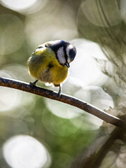 Blue Tit, Cyanistes Caeruleus