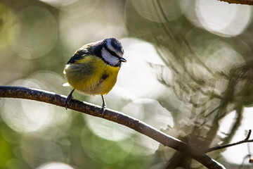 Blue Tit, Cyanistes Caeruleus