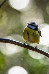 Blue Tit, Cyanistes Caeruleus