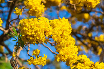 Wooden branches blooming Yellow Golden trumpet tree or Tabebuia are blooming with the park in spring day in the garden and sunset blue sky cloud background in Thailand.