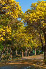 Beautiful blooming Yellow Golden trumpet tree or Tabebuia aurea roadside of the Yellow that are blooming with the park in spring day in the garden and sunset sky background in Thailand.