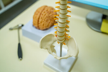 Fototapeta premium Anatomy study model. A spine model stands next to a brain model and tools on a study table in a learning space.