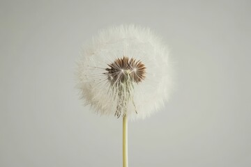 A fluffy white dandelion seed head poised in a soft background