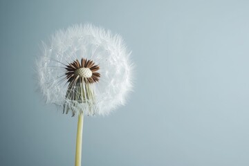 A detailed shot of a white dandelion seed head