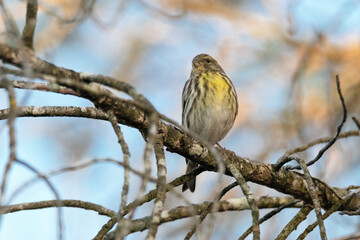 Posando con elegancia un Verdecillo o ser&iacute;n verdecillo (Serinus serinus)