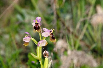 Adornando el paisaje una maravillosa Orquídea silvestre (Ophrys tenthredinifera) 