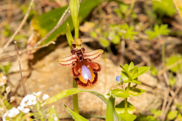 Abundantes Orquídea silvestre Espejo de Venus (Ophrys speculum) con las ultimas lluvias