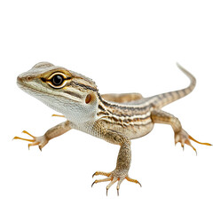 Naklejka premium A lizard reptile on a transparent background.