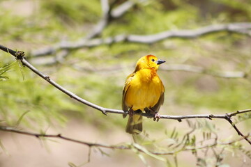Fototapeta premium Yellow Bird on a Branch