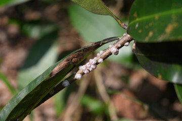 View of a group of scale insects sticking around the surface of a wild plant stem