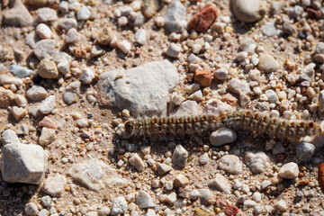 Head of the pine processionary caterpillar line, Thaumetopoea pityocampa, on the ground in close-up, a forest pest