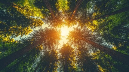 Sunlight Dappled Forest Canopy