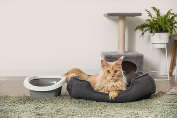 Cute Maine Coon cat with litter box and scratching post lying in pet bed at home