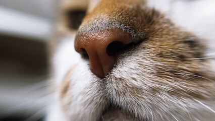 Nose of a ginger cat in macro