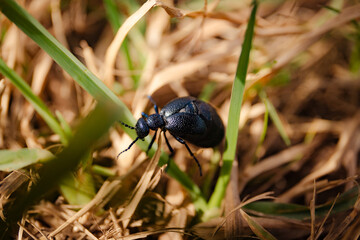 A beetle crawls in the grass