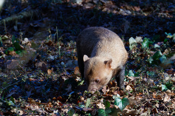 The bush dog (Speothos venaticus) is a canine found in Central and South America, looking for food between the leaves
