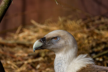 A vulture is a bird of prey that scavenges on carrion. There are 23 extant species of vulture (including condors).