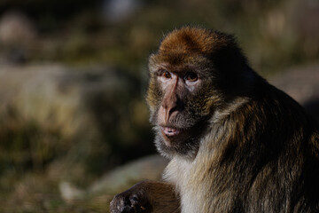 The Barbary macaque (Macaca sylvanus), also known as Barbary ape looking curious