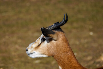 The dama gazelle (Nanger dama), also known as the addra gazelle or mhorr gazelle,