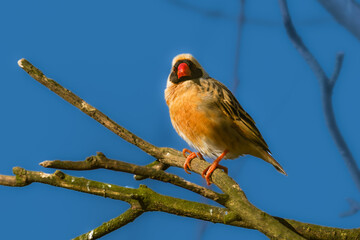 A Red-billed quelea, Quelea queleaon a branch with a blue sky in the background