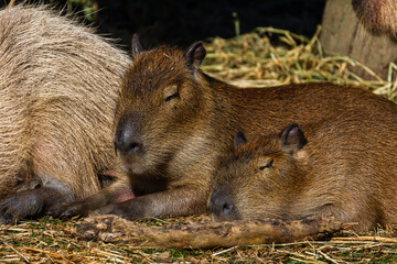 The capybara or greater capybara (Hydrochoerus hydrochaeris) is the largest living rodent, native to South America.