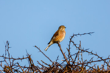 The common linnet (Linaria cannabina) a small passerine bird of the finch family, relaxing in the sun on a branch