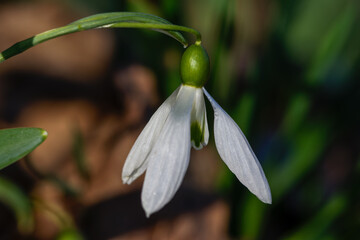 Some Galanthus or snowdrop one of the 20 species of bulbous perennial herbaceous plants in the family Amaryllidaceae