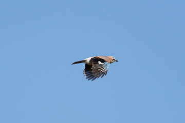 The Eurasian jay (Garrulus glandarius) is a species of passerine bird in the crow family Corvidae flying high in the sky
