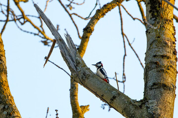 The great spotted woodpecker (Dendrocopos major)