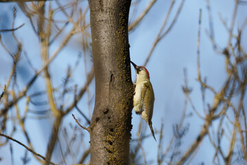 The European green woodpecker (Picus viridis), also known as the yaffle and sometimes called a nickle, is a large green woodpecker with a bright red crown and a black moustache early in the morning.