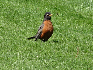 American Robin on a freshly cut lawn - Merle d'amérique sur une pelouse fraichement coupée