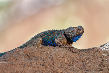 Lovestruck Lizard