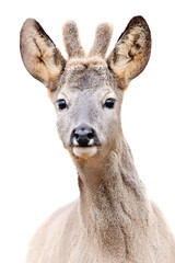 deer isolated on white