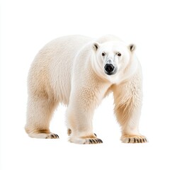 Powerful Polar Bear in Arctic Habitat Capturing the Essence of Wildlife Majesty