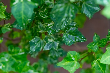 Green ivy leaves glistening with water droplets in a lush garden during a sunny afternoon