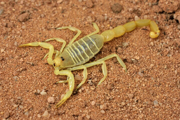 Closeup of the Arabian sand scorpion (Buthacus species), photographed in the desert of Saudi Arabia.