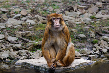 Barbary Macaque, Macaca Sylvanus Sitting on Rock by Water. A Barbary macaque sitting on a rock near a water body, surrounded by stones and grass.
