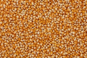 Pile of dried corn kernels in top view. Corn background. Popcorn corn.