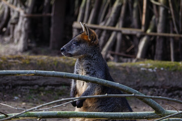 Wallaby in Natural Habitat with Branches. A wallaby standing in a natural habitat with branches in...