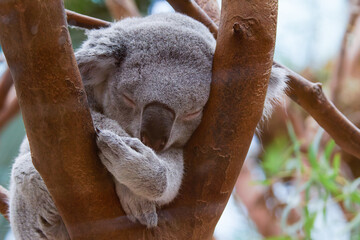 Sleeping Koala in a Tree. A koala sleeping peacefully in a tree, with its head resting on its arm and eyes closed. The koala's fur is gray and fluffy, and it is surrounded by branches and leaves.