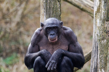 Bonobo, Pan paniscus Sitting on Wooden Structure in Natural Habitat. A bonobo sitting on a wooden...