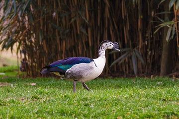 Colorful Duck with Speckled Head on Grass. A colorful duck, Sarkidiornis sylvicola with a speckled head walks on green grass near tall plants.