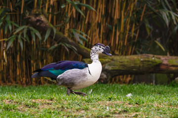 Colorful Duck with Speckled Head in Natural Habitat. A colorful duck, Sarkidiornis sylvicola with a speckled head and iridescent feathers walks on grass in front of bamboo.