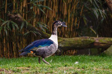 Colorful Duck with Speckled Head in Natural Setting. A colorful duck, Sarkidiornis sylvicola with a speckled head and vibrant plumage walks on grass in a natural setting.