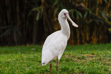 African spoonbill (Platalea alba), Bird on Grass. A white spoonbill bird standing on green grass with a blurred natural background.