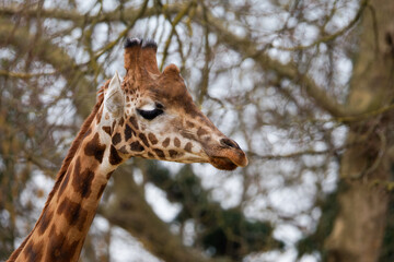 Giraffe Close-Up in Natural Habitat. Close-up of a giraffe's head with a blurred natural background.