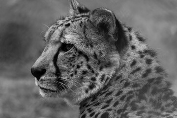 Black and White Cheetah Profile Portrait. Black and white close-up of a cheetah's face in profile, showcasing its distinctive spots and markings.