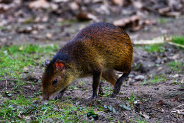 Brown Agouti, black-rumped agouti, dasyprocta prymnolopha, Foraging in Natural Habitat. A brown agouti foraging on the ground in a natural setting.